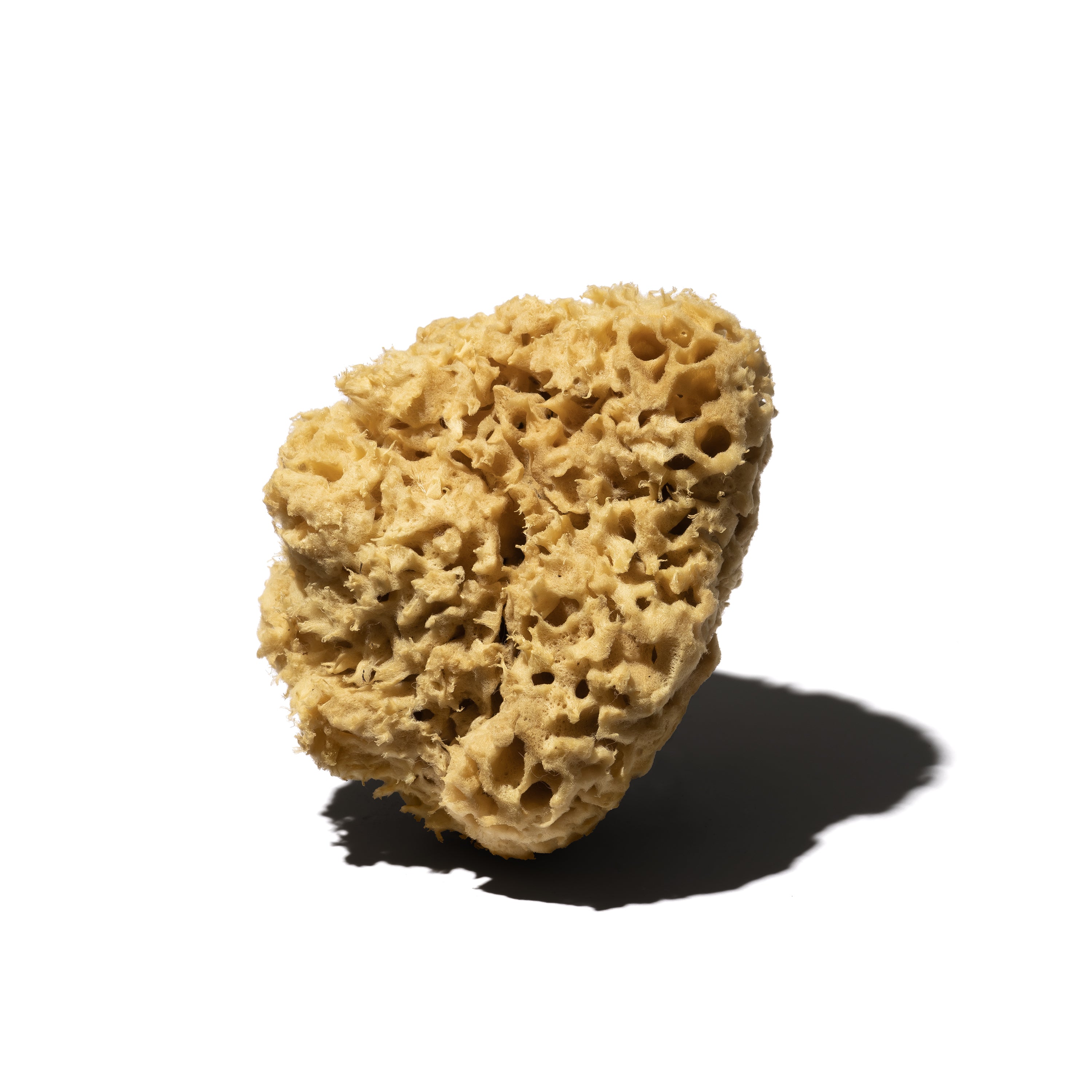 Spugna Naturale