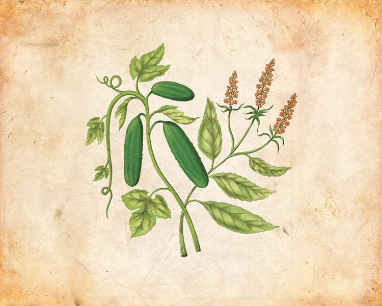 Concombre d’Inde et Menthe de Syrie
