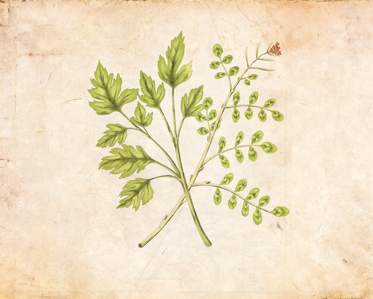Cresson d’Orient et Persil de Sardaigne