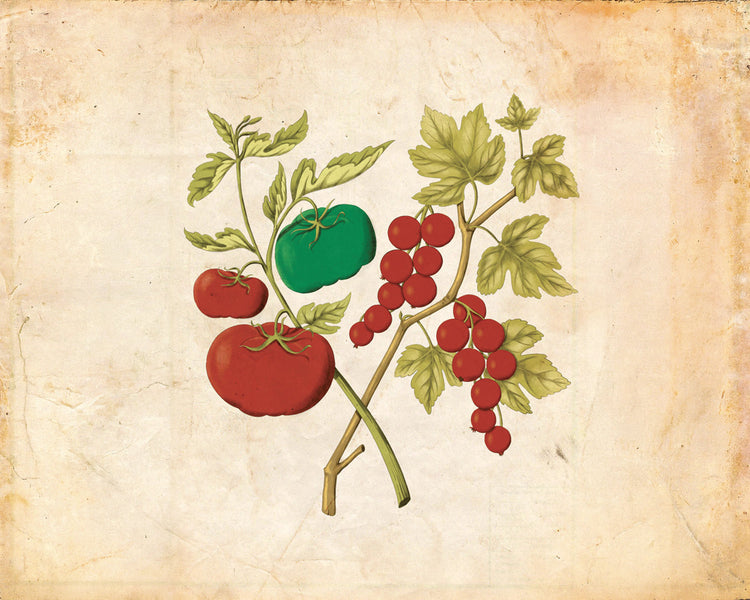 RIBES SCANDINAVO E POMODORO DEL PERÙ