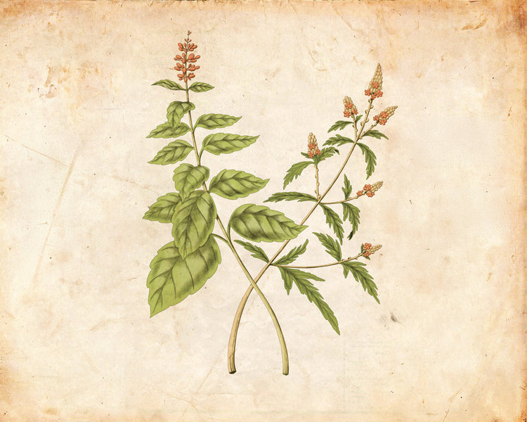 ANDEAN VERBENA AND ULU BASIL  