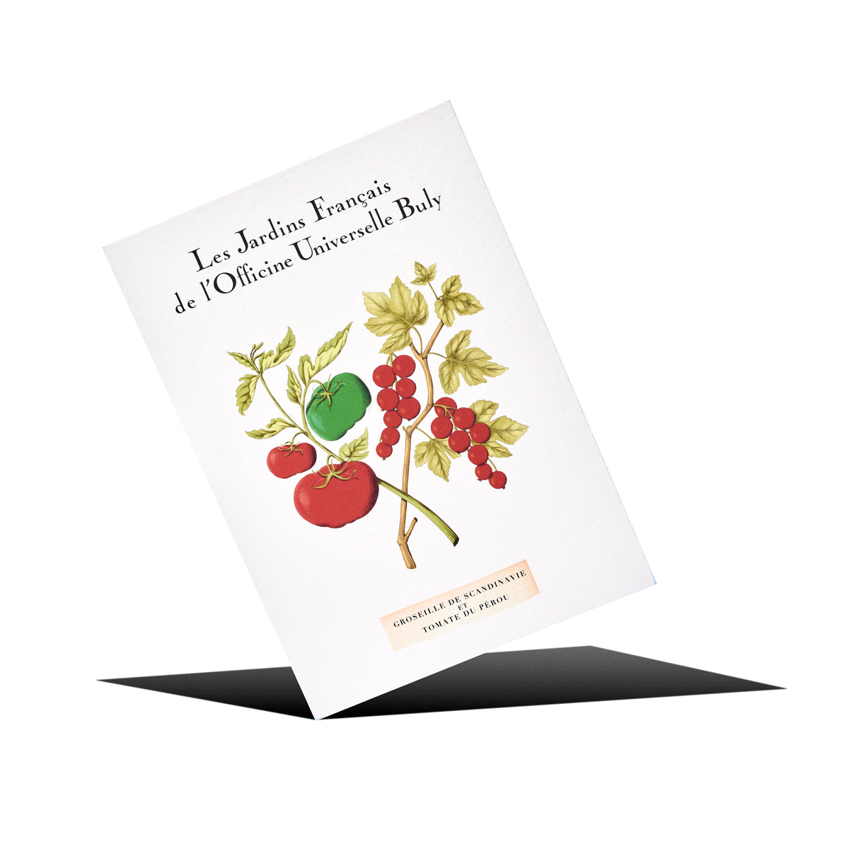 Cartolina Profumata Ribes Scandinavo e Pomodoro del Perù